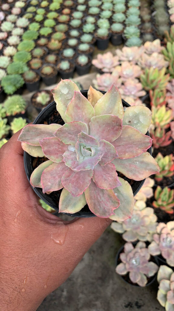 kaktus.id