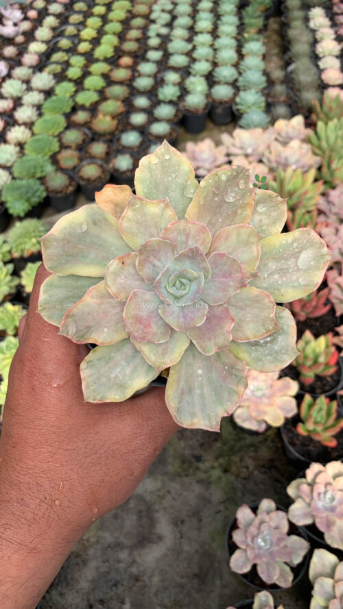 Echeveria Chantilly Mutation, real gallery image #18 plants. Picture taken directly from kaktus.id community Echeveria farmer green houses.