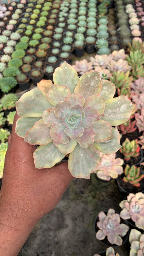 Echeveria Chantilly Mutation, real gallery image #19 plants. Picture taken directly from kaktus.id community Echeveria farmer green houses.