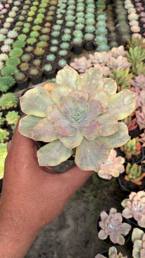 Echeveria Chantilly Mutation, real gallery image #5 plants. Picture taken directly from kaktus.id community Echeveria farmer green houses.