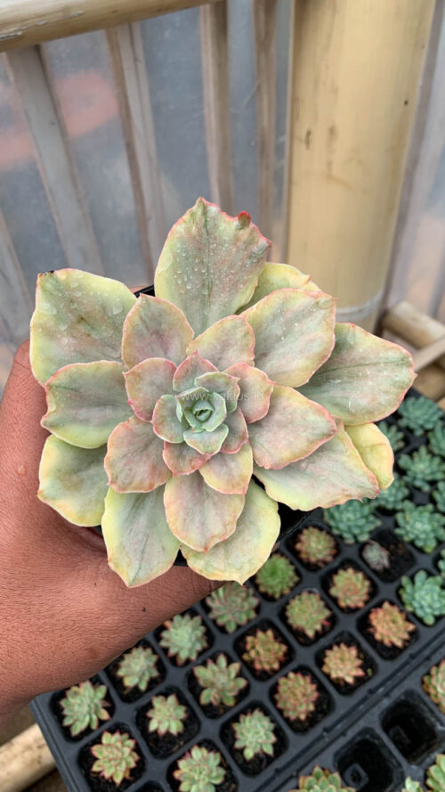 Echeveria Chantilly Mutation, real gallery image #6 plants. Picture taken directly from kaktus.id community Echeveria farmer green houses.