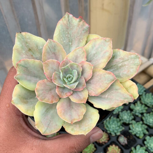 193. Echeveria Chantilly Mutation