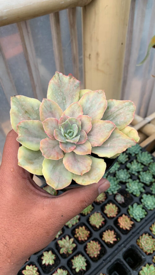 Echeveria Chantilly Mutation, real gallery image #7 plants. Picture taken directly from kaktus.id community Echeveria farmer green houses.