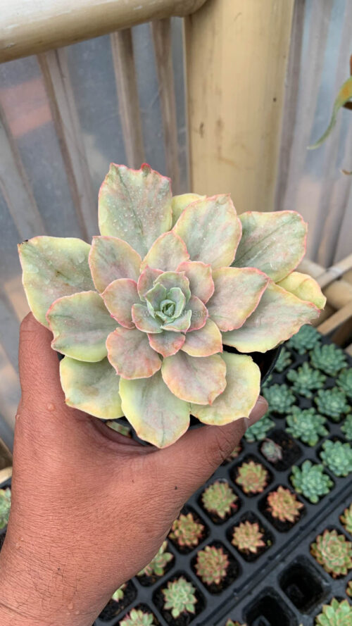 Echeveria Chantilly Mutation, real gallery image #8 plants. Picture taken directly from kaktus.id community Echeveria farmer green houses.
