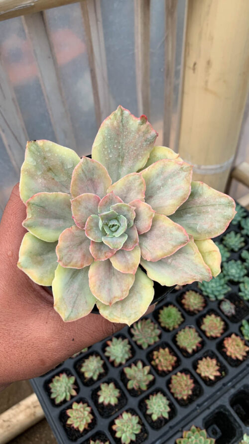 Echeveria Chantilly Mutation, real gallery image #4 plants. Picture taken directly from kaktus.id community Echeveria farmer green houses.