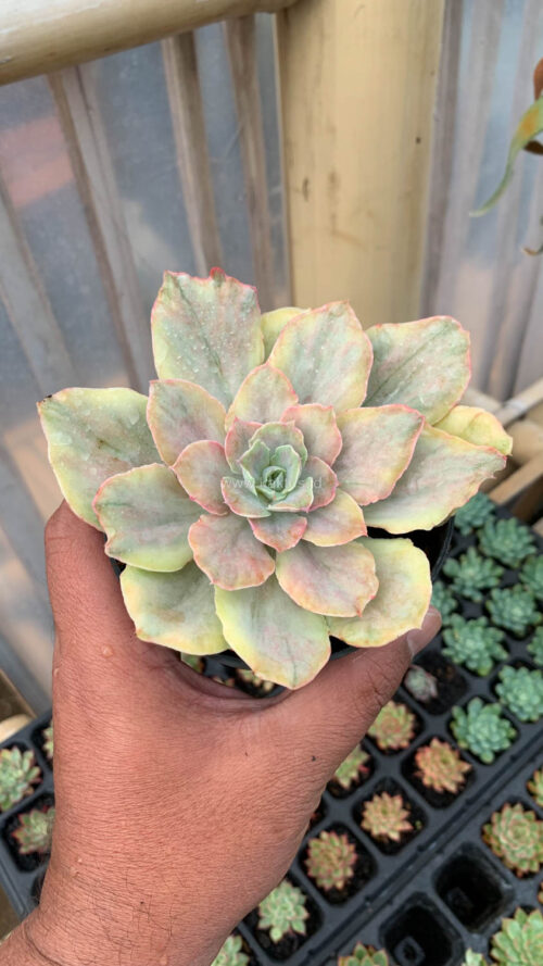 Echeveria Chantilly Mutation, real gallery image #9 plants. Picture taken directly from kaktus.id community Echeveria farmer green houses.