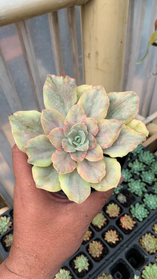 Echeveria Chantilly Mutation, real gallery image #10 plants. Picture taken directly from kaktus.id community Echeveria farmer green houses.