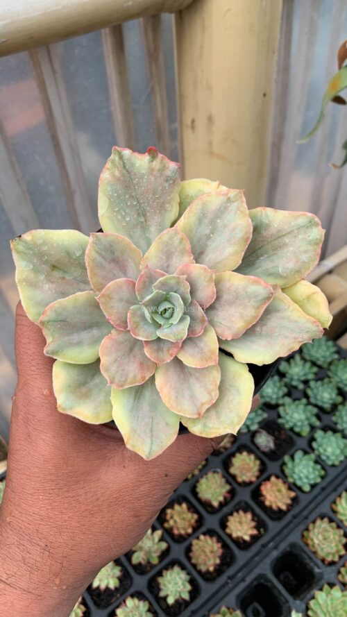 Echeveria Chantilly Mutation, real gallery image #11 plants. Picture taken directly from kaktus.id community Echeveria farmer green houses.