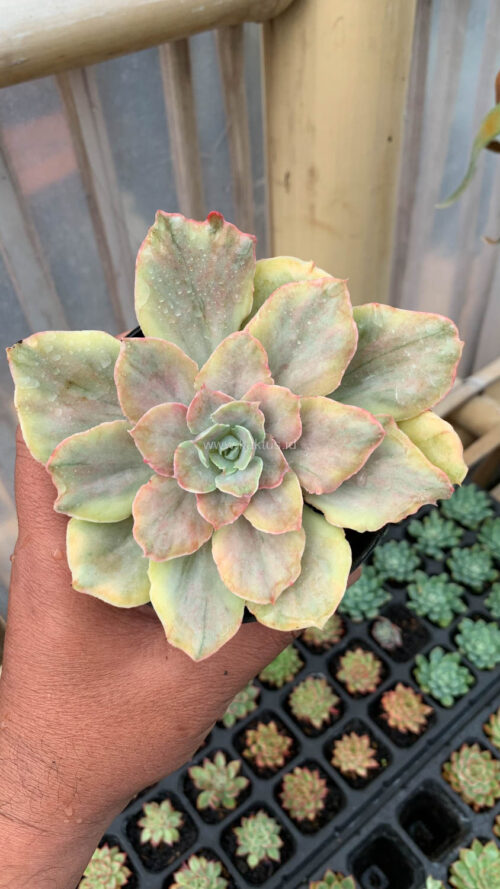 Echeveria Chantilly Mutation, real gallery image #12 plants. Picture taken directly from kaktus.id community Echeveria farmer green houses.