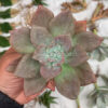 Graptoveria Albert Baynes Mutation, real feature image plant. Picture taken directly from kaktus.id community Graptoveria farmer green houses.
