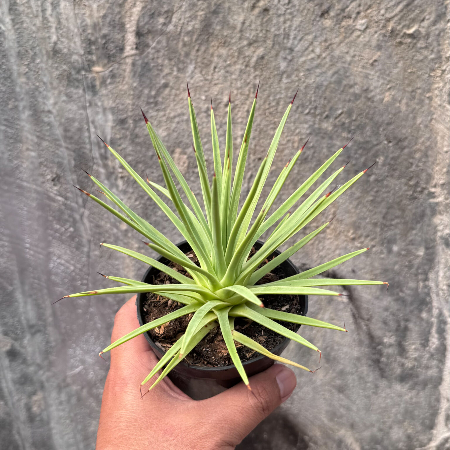 Agave Stricta, real gallery image #10 plants. Picture taken directly from kaktus.id community Agave farmer green houses.
