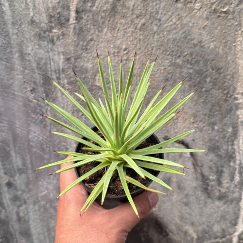 Agave Stricta, real gallery image #11 plants. Picture taken directly from kaktus.id community Agave farmer green houses.