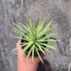 Agave Stricta, real feature image plant. Picture taken directly from kaktus.id community Agave farmer green houses.