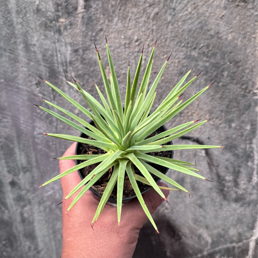 kaktus.id