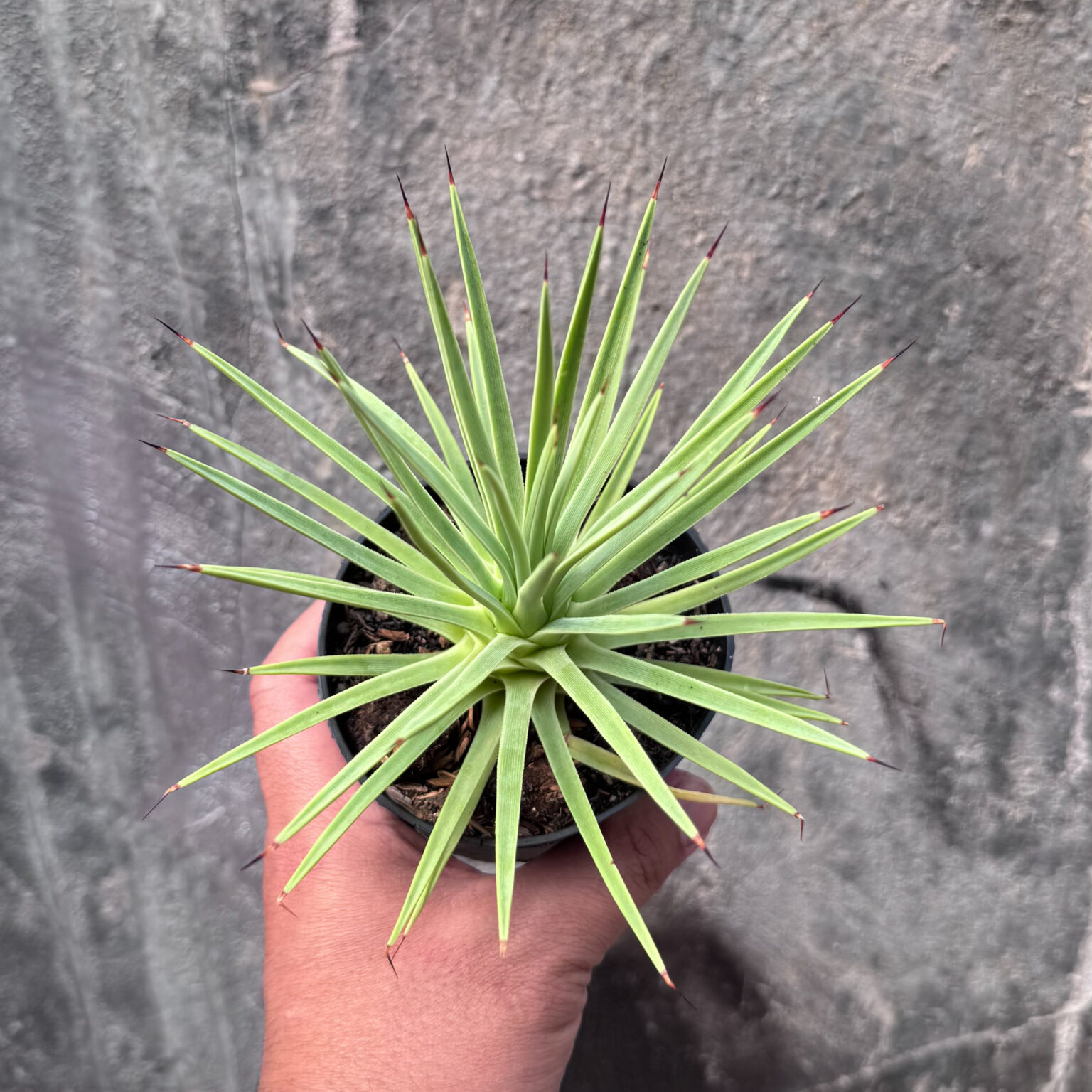 Agave Stricta, real feature image plant. Picture taken directly from kaktus.id community Agave farmer green houses.