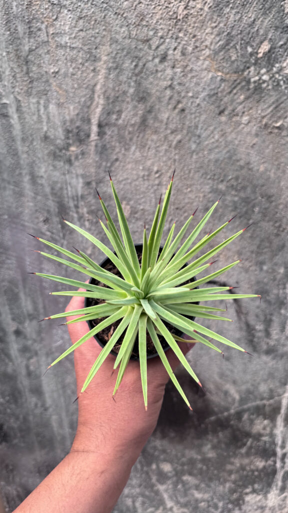 kaktus.id