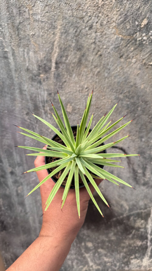 Agave Stricta, real gallery image #5 plants. Picture taken directly from kaktus.id community Agave farmer green houses.