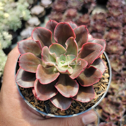 Echeveria 'Painted Frills', real gallery image #3 plants. Picture taken directly from kaktus.id community Echeveria farmer green houses.
