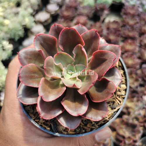 Echeveria 'Painted Frills', real gallery image #1 plants. Picture taken directly from kaktus.id community Echeveria farmer green houses.