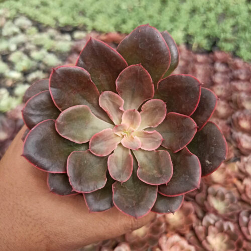 Echeveria 'Painted Frills', real gallery image #4 plants. Picture taken directly from kaktus.id community Echeveria farmer green houses.