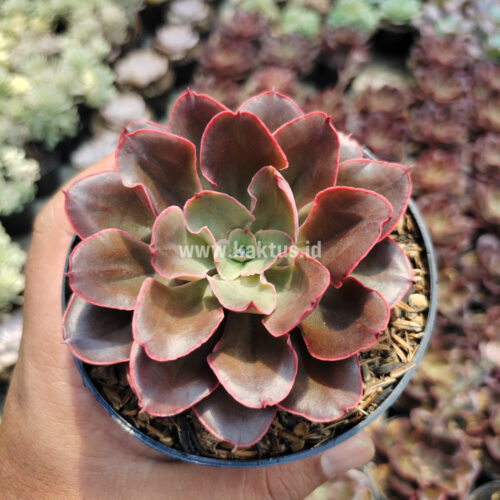 Echeveria 'Painted Frills', real gallery image #9 plants. Picture taken directly from kaktus.id community Echeveria farmer green houses.