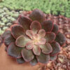 Echeveria 'Painted Frills', real gallery image #10 plants. Picture taken directly from kaktus.id community Echeveria farmer green houses.