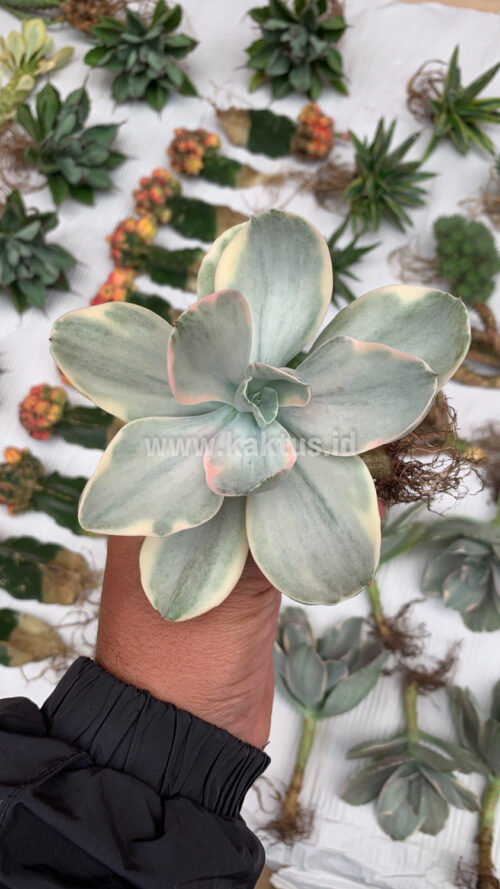 Echeveria Decora Variegated, real gallery image #4 plants. Picture taken directly from kaktus.id community Echeveria farmer green houses.