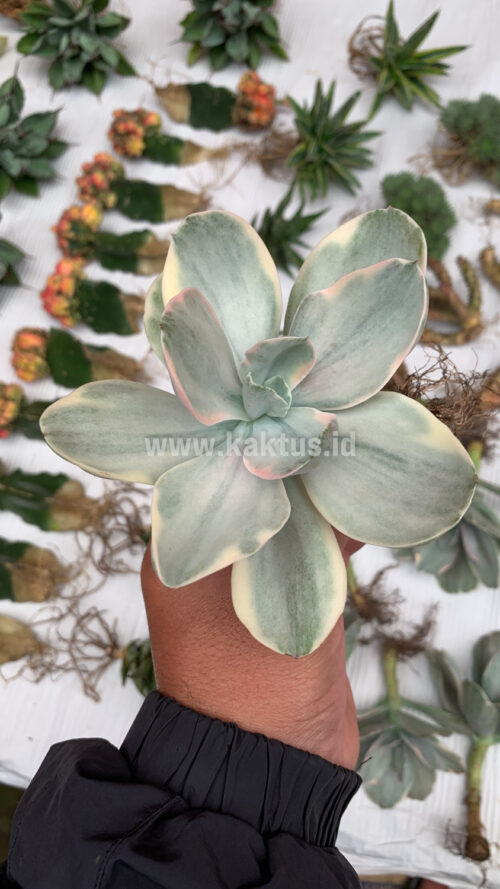 Echeveria Decora Variegated, real gallery image #1 plants. Picture taken directly from kaktus.id community Echeveria farmer green houses.