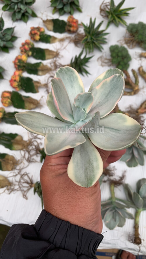 Echeveria Decora Variegated, real gallery image #3 plants. Picture taken directly from kaktus.id community Echeveria farmer green houses.