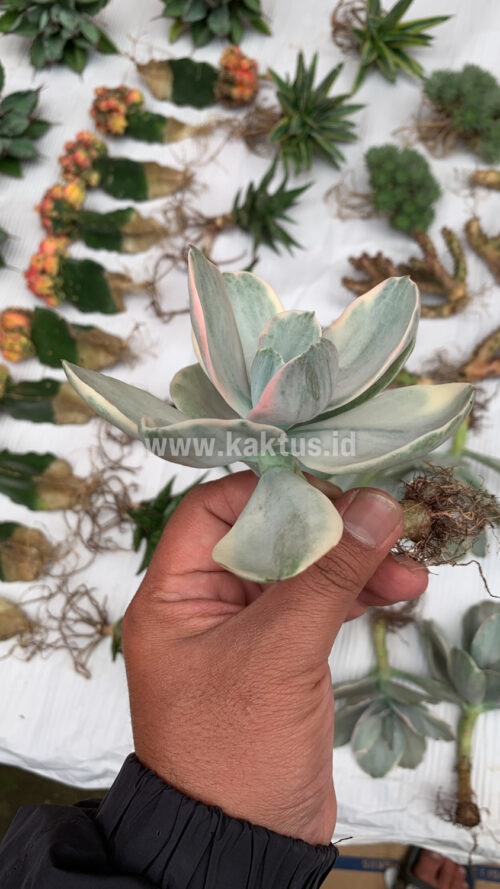 Echeveria Decora Variegated, real gallery image #2 plants. Picture taken directly from kaktus.id community Echeveria farmer green houses.