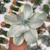 Echeveria Decora Variegated, real feature image plant. Picture taken directly from kaktus.id community Echeveria farmer green houses.