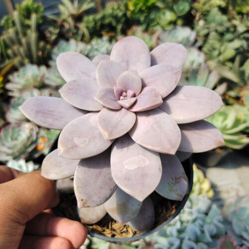 Graptopetalum Pentandrum Superbum, real gallery image #1 plants. Picture taken directly from kaktus.id community Graptopetalum farmer green houses.