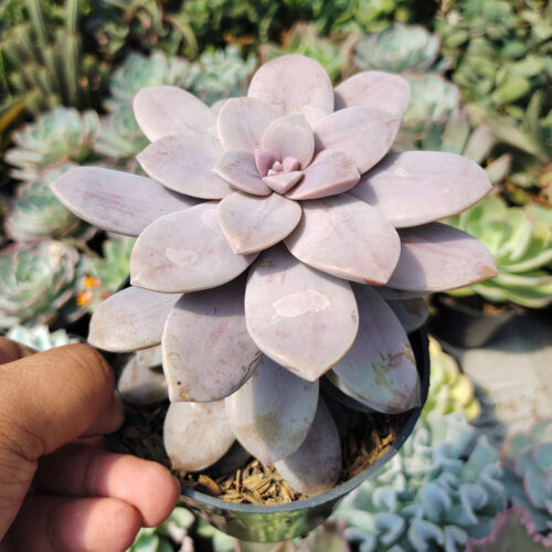 Graptopetalum Pentandrum Superbum, real gallery image #2 plants. Picture taken directly from kaktus.id community Graptopetalum farmer green houses.