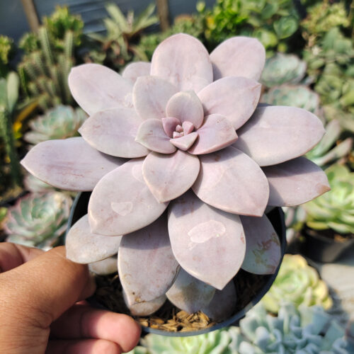 Graptopetalum Pentandrum Superbum, real gallery image #3 plants. Picture taken directly from kaktus.id community Graptopetalum farmer green houses.