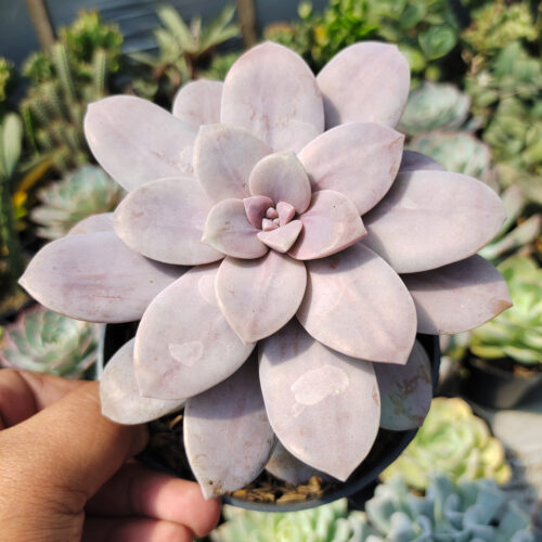 Graptopetalum Pentandrum Superbum, real gallery image #4 plants. Picture taken directly from kaktus.id community Graptopetalum farmer green houses.