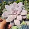 Graptopetalum Pentandrum Superbum, real gallery image #5 plants. Picture taken directly from kaktus.id community Graptopetalum farmer green houses.