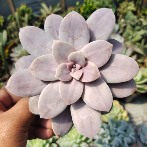Graptopetalum Pentandrum Superbum, real gallery image #6 plants. Picture taken directly from kaktus.id community Graptopetalum farmer green houses.