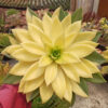 Echeveria Agavoides Rubella Golden Variegated Size 25 Cm, real gallery image #1 plants. Picture taken directly from kaktus.id community Echeveria farmer green houses.