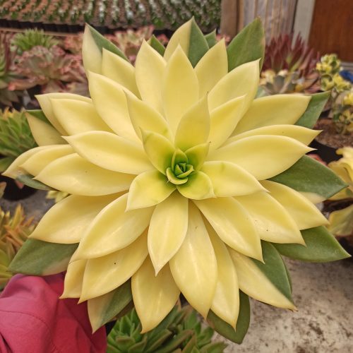 Echeveria Agavoides Rubella Golden Variegated Size 25 Cm, real gallery image #2 plants. Picture taken directly from kaktus.id community Echeveria farmer green houses.