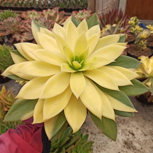 Echeveria Agavoides Rubella Golden Variegated Size 25 Cm, real gallery image #3 plants. Picture taken directly from kaktus.id community Echeveria farmer green houses.
