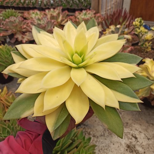Echeveria Agavoides Rubella Golden Variegated Size 25 Cm, real gallery image #4 plants. Picture taken directly from kaktus.id community Echeveria farmer green houses.