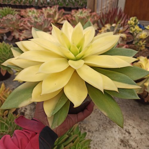 Echeveria Agavoides Rubella Golden Variegated Size 25 Cm, real gallery image #5 plants. Picture taken directly from kaktus.id community Echeveria farmer green houses.
