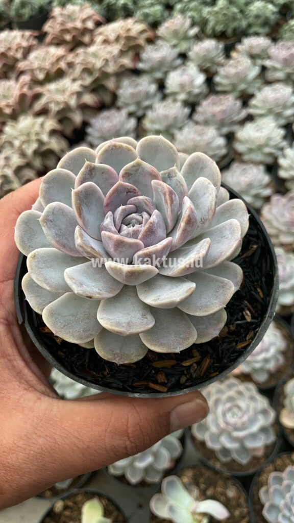kaktus.id