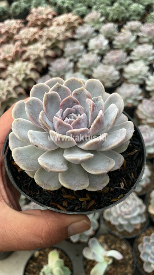 Echeveria Orion, real gallery image #3 plants. Picture taken directly from kaktus.id community Echeveria farmer green houses.