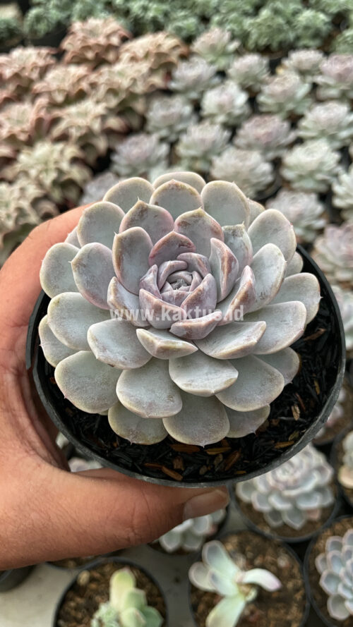 Echeveria Orion, real gallery image #5 plants. Picture taken directly from kaktus.id community Echeveria farmer green houses.