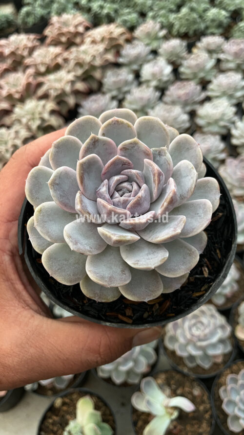 Echeveria Orion, real gallery image #7 plants. Picture taken directly from kaktus.id community Echeveria farmer green houses.