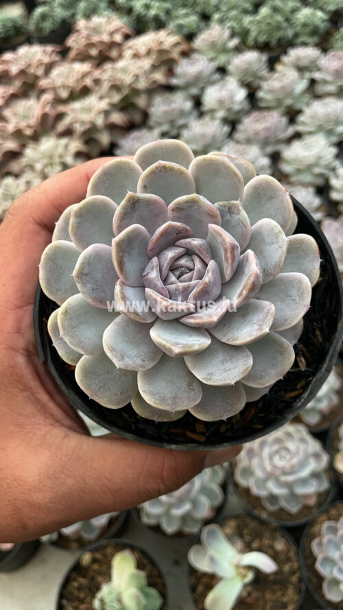 Echeveria Orion, real gallery image #24 plants. Picture taken directly from kaktus.id community Echeveria farmer green houses.