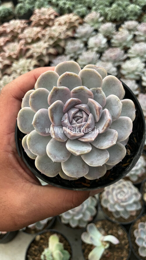 Echeveria Orion, real gallery image #23 plants. Picture taken directly from kaktus.id community Echeveria farmer green houses.