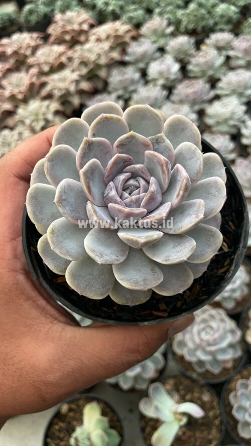 Echeveria Orion, real gallery image #22 plants. Picture taken directly from kaktus.id community Echeveria farmer green houses.