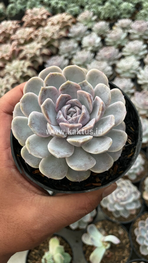 Echeveria Orion, real gallery image #21 plants. Picture taken directly from kaktus.id community Echeveria farmer green houses.